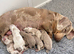 KC Registered Miniature Dachshund puppies