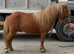 3 year old registered colt