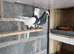 Iranian pigeons
