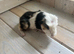 3 baby guinea pigs