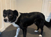 2 Border collies needing a new home