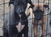 Lurcher pups for sale. Beautiful litter both parents can be seen