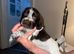 Female cocker spaniel puppy Vet checked