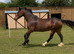 Flashy welsh D mare