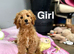 Beautiful cockapoo girls and boys available