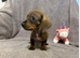 Miniature Dachshund