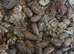 50 x Armadillidium Vulgare klugii Montenegro &pound;45 + Postage