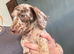 Beautiful Doxiepoo Puppies – Ready Now!
