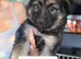 German Shepherd puppies