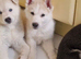 Siberian Husky - 1 Beautiful Husky puppies ready to loving homes. Beautiful white Female.