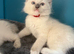 Ragdoll