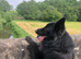 GermanShepherd Stud