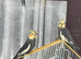 Baby cockatiels
