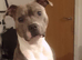Staffordshire bull terrier pups
