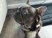 French Bulldog - Axel
