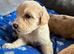 Stunning cockapoo puppies
