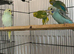 budgie for young