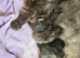 2 x Maine Coon Kittens ONLY FEMALES LEFT