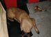 2 year old female Belgium malinos