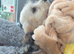 Cockapoo girls