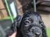 Working cocker spaniel puppies Ready to leave now