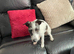 Lovely 8 month male Italian Greyhound x Terrier