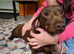 Dachshund  for 5*home only together