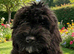 Beautiful Cockerpoo X Poodle puppies