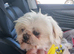 Now got his forever mummy Stunning retire imperial white/cream boy