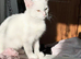 I have two angora mixed breeds polar whites