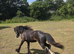 Super Cob Colt 13mths old