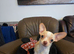 Chihuahuas for sale