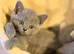 British shorthair kittens