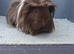 Gorgeous guinea pigs sows rare breeds