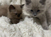 Two beautiful ragdolls