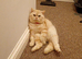 Cream male British shorthair