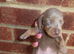 5 stunning miniature dachshunds puppies