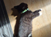Beautiful Boy Needs Rehoming