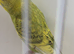 BEAUTIFUL BABY BUDGIE HEN RING NUMBER 53 2026 BRED