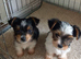 Biewer Pups Pedigree