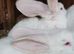 Rare new Zealand male rabbit