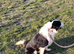 Rehoming Collies