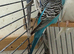 2 female budgies for sale!