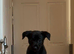 Labrador x collie pup. Ready for new home