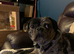 For sale to Extremely Good home special Frug girl 2 years old
