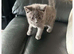 british blue kittens