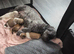 Shih tzu puppys