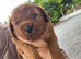 Fox Red Cavapoo Pups