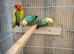 Turquoise opaline lovebirds for sale