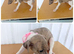 Stunning Whippet Puppies